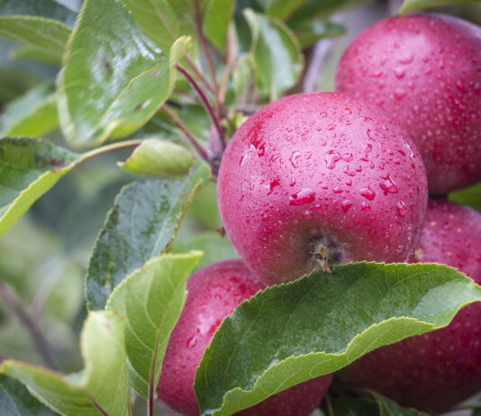 Flash Gala turnaround year signals strong future in global apple market
