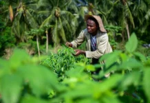 West African farmers gain access to dozens of high-yielding, climate-smart vegetable varieties