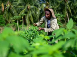 West African farmers gain access to dozens of high-yielding, climate-smart vegetable varieties