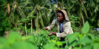 West African farmers gain access to dozens of high-yielding, climate-smart vegetable varieties