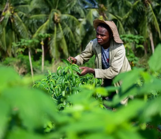 West African farmers gain access to dozens of high-yielding, climate-smart vegetable varieties
