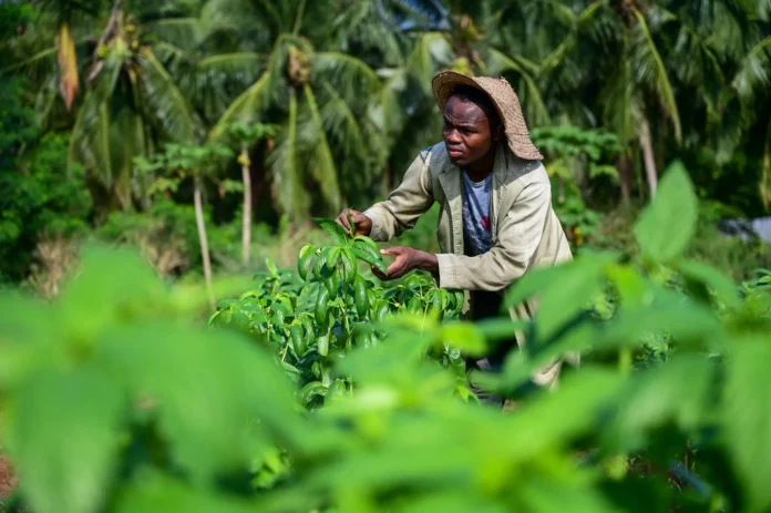 Jute mallow trials at WorldVeg in Benin. Pic by Neil Palmer (for the Crop Trust).