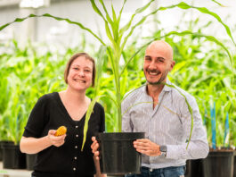 Rainbow Crops raises €9.7M seed round to scale AI-driven multiplex gene editing for next-generation crops