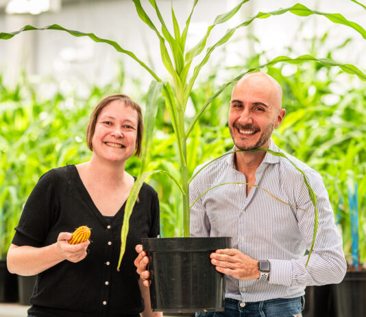 Rainbow Crops raises €9.7M seed round to scale AI-driven multiplex gene editing for next-generation crops