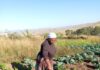 Perseverance Pays Off for Mtingwevu Farming Initiative