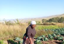 Perseverance Pays Off for Mtingwevu Farming Initiative