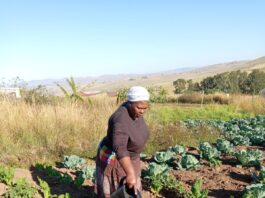 Perseverance Pays Off for Mtingwevu Farming Initiative