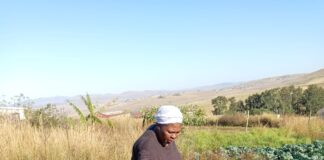 Perseverance Pays Off for Mtingwevu Farming Initiative
