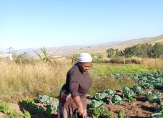 Perseverance Pays Off for Mtingwevu Farming Initiative