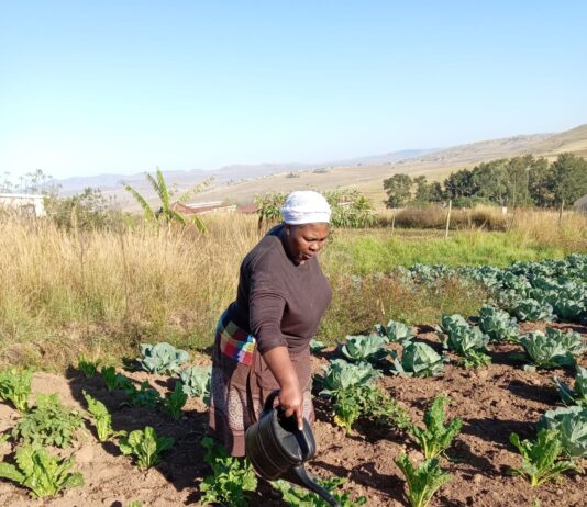 Perseverance Pays Off for Mtingwevu Farming Initiative
