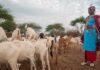 WOAH x GALVmed: Expanding Vaccine Access for Small-Scale Livestock Producers, Featured in “Animals & Us”