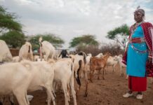 WOAH x GALVmed: Expanding Vaccine Access for Small-Scale Livestock Producers, Featured in “Animals & Us”