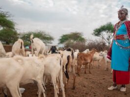 WOAH x GALVmed: Expanding Vaccine Access for Small-Scale Livestock Producers, Featured in “Animals & Us”