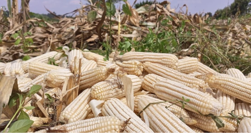 Photo_2_harvested_maize