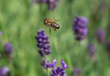 Five Ways to Boost Your Garden’s Biodiversity