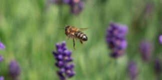 Five Ways to Boost Your Garden’s Biodiversity