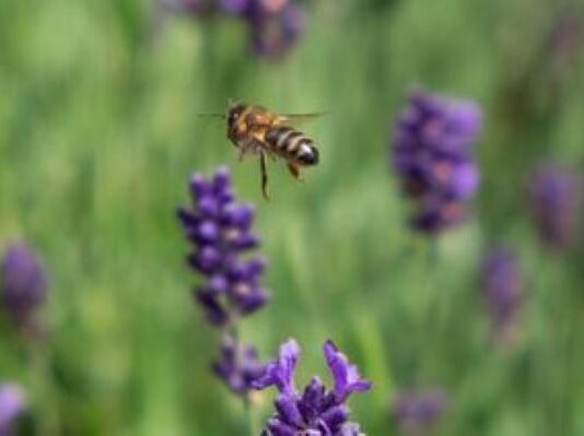 Five Ways to Boost Your Garden’s Biodiversity