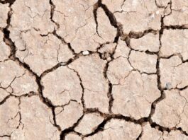 Battling Drought: How Drip-Irrigation Is Helping Farmers Thrive Amid Water Scarcity