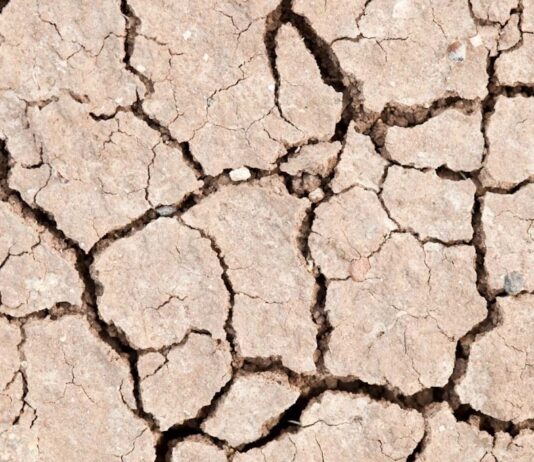 Battling Drought: How Drip-Irrigation Is Helping Farmers Thrive Amid Water Scarcity