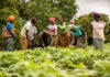 Nuru, Helmsley launch $7.5M cross-border initiative to spur agribusiness growth in Burkina Faso and Ghana