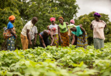 Nuru, Helmsley launch $7.5M cross-border initiative to spur agribusiness growth in Burkina Faso and Ghana
