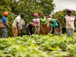 Nuru, Helmsley launch $7.5M cross-border initiative to spur agribusiness growth in Burkina Faso and Ghana