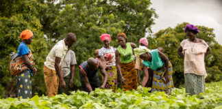 Nuru, Helmsley launch $7.5M cross-border initiative to spur agribusiness growth in Burkina Faso and Ghana