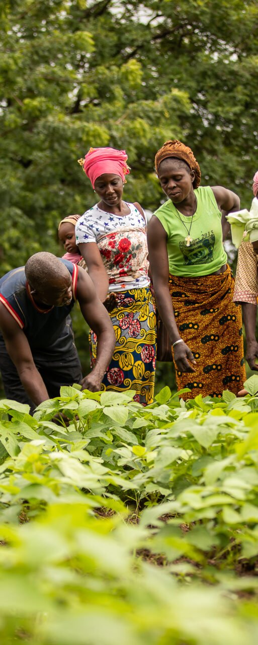 SSA-20250817L-Nuru International-Nuru Burkina Faso-supported cooperative members observing growing crops
