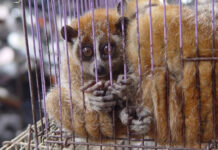 Experts call for stronger action on live wildlife trade to prevent future pandemics
