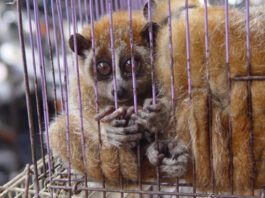 Experts call for stronger action on live wildlife trade to prevent future pandemics