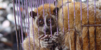 Experts call for stronger action on live wildlife trade to prevent future pandemics
