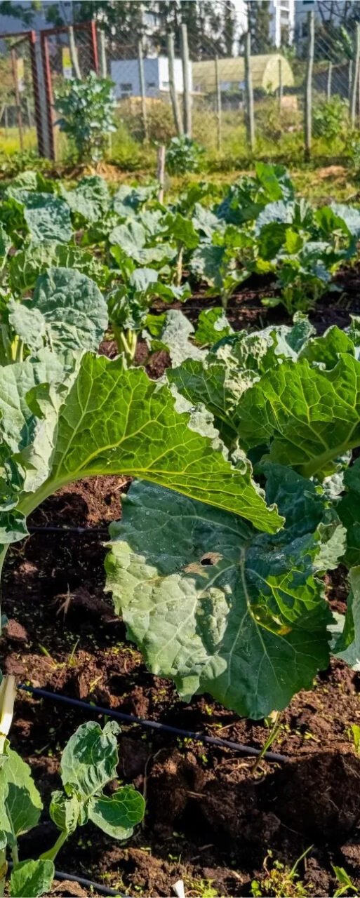 Trials of kale variety 14. Photo @worldvegetablecentre