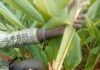 Turmeric value chain project targets 800,000 farmers in Kenya with multi-billion agro-industrial expansion plan