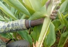 Turmeric value chain project targets 800,000 farmers in Kenya with multi-billion agro-industrial expansion plan