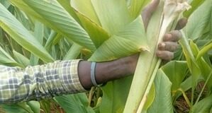 Turmeric value chain project targets 800,000 farmers in Kenya with multi-billion agro-industrial expansion plan