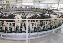 From milking bucket to robot: 100 years of farm innovation at GEA