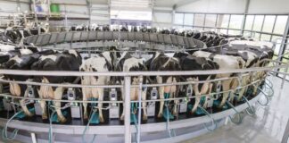 From milking bucket to robot: 100 years of farm innovation at GEA