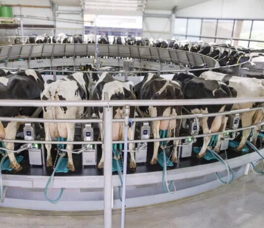 From milking bucket to robot: 100 years of farm innovation at GEA