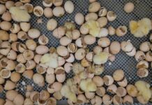 Hatchability slump? Here are the 2 biggest culprits