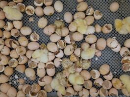 Hatchability slump? Here are the 2 biggest culprits