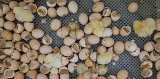 Hatchability slump? Here are the 2 biggest culprits