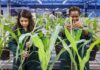 Flemish microbial agriculture research initiative secures €1.9m to boost performance of biological crop solutions