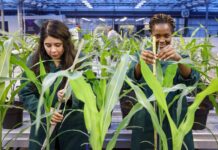 Flemish microbial agriculture research initiative secures €1.9m to boost performance of biological crop solutions