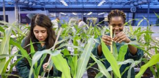 Flemish microbial agriculture research initiative secures €1.9m to boost performance of biological crop solutions