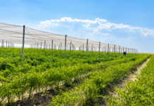Op-Ed : What a rural chilli farm can teach us about possibility and belonging