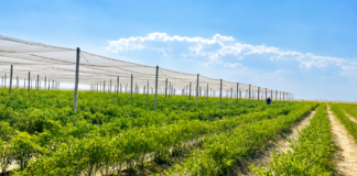 Op-Ed : What a rural chilli farm can teach us about possibility and belonging