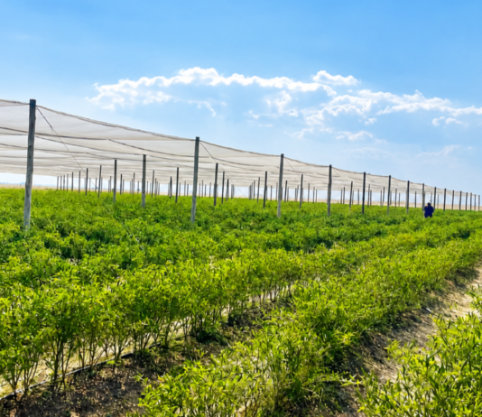 Op-Ed : What a rural chilli farm can teach us about possibility and belonging