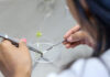 New AI-biology framework could revolutionize next-generation crop breeding