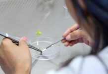 New AI-biology framework could revolutionize next-generation crop breeding