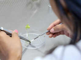 New AI-biology framework could revolutionize next-generation crop breeding